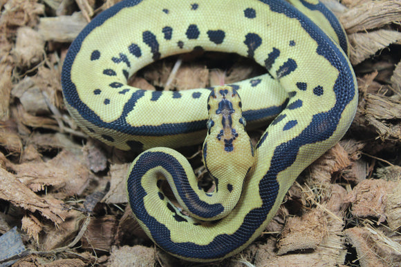 Piton Bola Batman (Leopard Spotnose Clown) Hembra ID R7-08