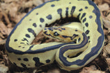Piton Bola Batman (Leopard Spotnose Clown) Hembra ID R7-08