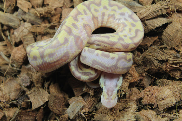 Piton Bola Puzzle Banana Super Pastel Calico Macho ID R7-18