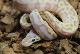 Piton Bola Puzzle Banana Super Pastel Calico Macho ID R7-18