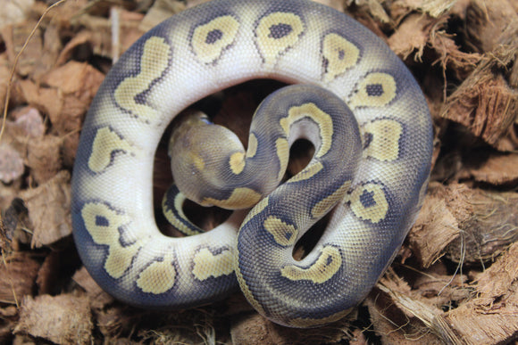 Piton Bola Clown Wookie Mojave Yellowbelly Macho ID R1-02