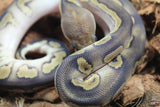 Piton Bola Clown Wookie Mojave Yellowbelly Macho ID R1-02