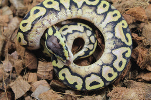 Piton Bola Puzzle Pastel Calico Hembra ID R1-06