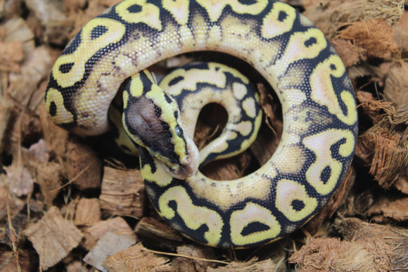 Piton Bola Puzzle Pastel Calico Hembra ID R1-06