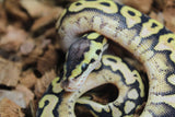 Piton Bola Puzzle Pastel Calico Hembra ID R1-06