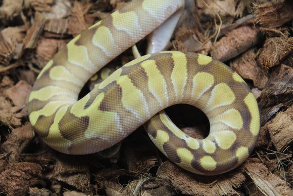 Piton Bola Lesser Enchi 100% Het SUnset Hembra iD R2-07