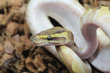 Piton Bola Lesser Enchi 100% Het SUnset Hembra iD R2-07