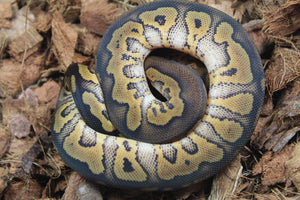 Piton Bola Clown Wookie Poss Yellowbelly Hembra ID R3-09