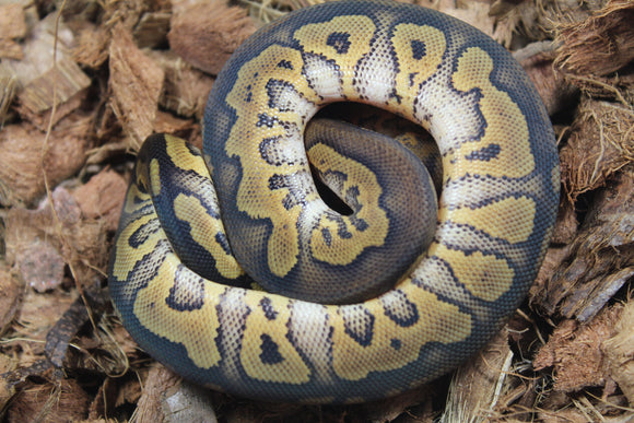 Piton Bola Clown Wookie Poss Yellowbelly Hembra ID R3-09