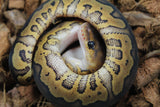 Piton Bola Clown Wookie Poss Yellowbelly Hembra ID R3-09