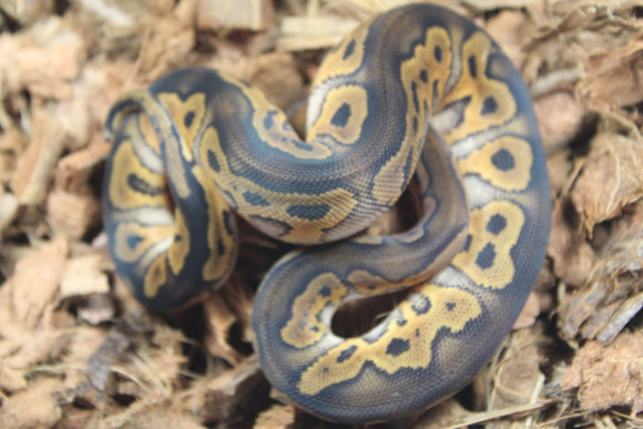 Piton Bola Clown Wookie Poss Yellowbelly Macho ID R3-10