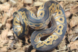 Piton Bola Clown Wookie Poss Yellowbelly Macho ID R3-10