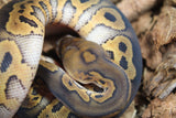 Piton Bola Clown Wookie Poss Yellowbelly Macho ID R3-10