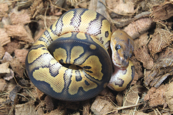 Piton Bola Clown Wookie Poss Yellowbelly Hembra ID R3-13