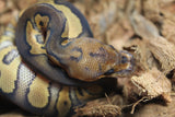 Piton Bola Clown Wookie Poss Yellowbelly Hembra ID R3-13