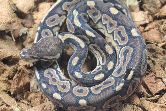 Piton Bola Cinnamon 100% Het Sunset Hembra ID R11-02