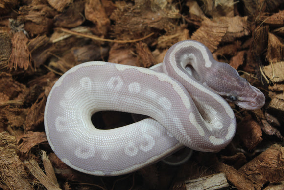 Piton Bola Mystic Potion Macho ID R17-19