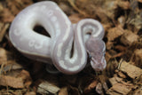 Piton Bola Mystic Potion Macho ID R17-19