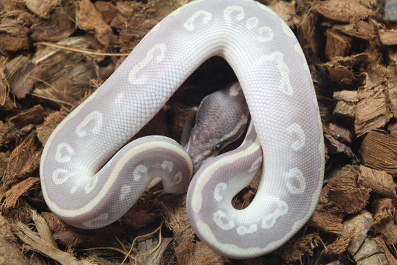 Piton Bola Mystic Potion Hembra ID R17-20