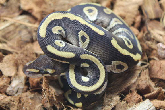 Piton Bola Chocolate Mojave Macho ID R17-15