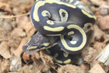 Piton Bola Chocolate Mojave Macho ID R17-15