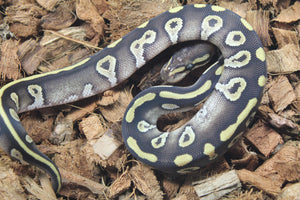 Piton Bola Chocolate Mojave Macho ID R17-17