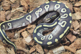 Piton Bola Chocolate Mojave Macho ID R17-17
