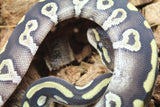 Piton Bola Chocolate Mojave Macho ID R17-17