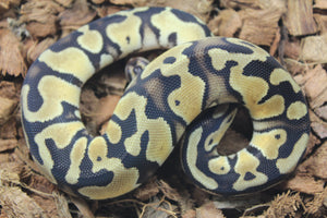 Piton Bola Pastel Het Ultramel Clown Axanthic Pied Macho ID R13-07