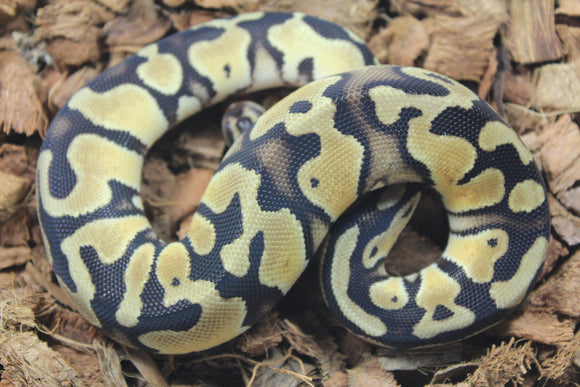 Piton Bola Pastel Het Ultramel Clown Axanthic Pied Macho ID R13-07