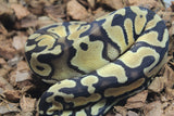 Piton Bola Pastel Het Ultramel Clown Axanthic Pied Macho ID R13-07