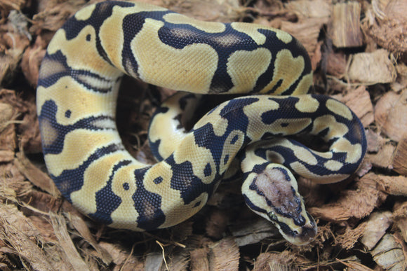 Piton Bola Pastel Het Ultramel Clown Axanthic Pied Macho ID R13-10