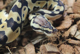 Piton Bola Pastel Het Ultramel Clown Axanthic Pied Macho ID R13-10