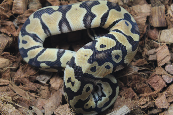 Piton Bola Pastel Het Ultramel Clown Axanthic Pied Macho ID R13-12
