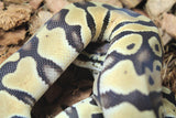 Piton Bola Pastel Het Ultramel Clown Axanthic Pied Macho ID R13-12