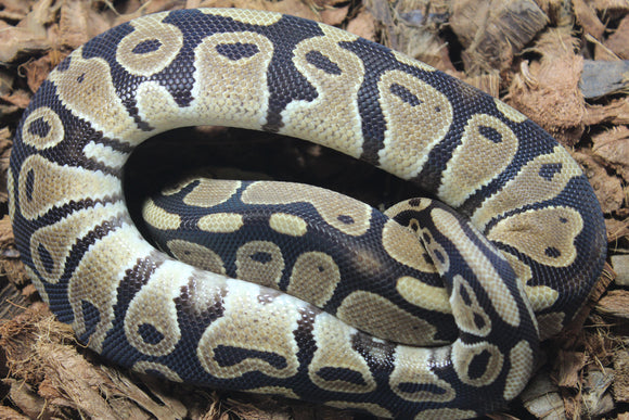 Piton Bola Nominal DH Monarch Pied Macho ID R13-14