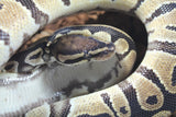 Piton Bola Nominal DH Monarch Pied Macho ID R13-14