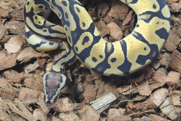 Piton Bola Pastel TH Ultra Clown Pied Macho ID R13-17