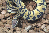 Piton Bola Pastel TH Ultra Clown Pied Macho ID R13-17