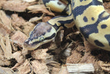 Piton Bola Pastel TH Ultra Clown Pied Macho ID R13-17