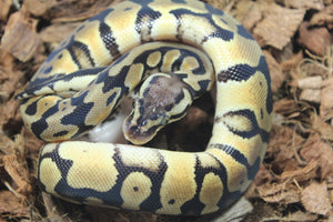 Piton Bola Pastel TH Ultra Clown Pied Macho ID R13-18