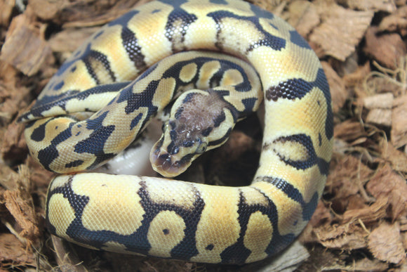 Piton Bola Pastel TH Ultra Clown Pied Macho ID R13-18