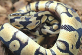 Piton Bola Pastel TH Ultra Clown Pied Macho ID R13-18