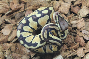 Piton Bola Pastel TH Hypo Ultra Puzzle Macho ID R13-17