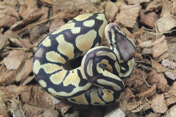 Piton Bola Pastel TH Hypo Ultra Puzzle Macho ID R13-17
