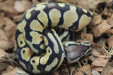 Piton Bola Pastel TH Hypo Ultra Puzzle Macho ID R13-17