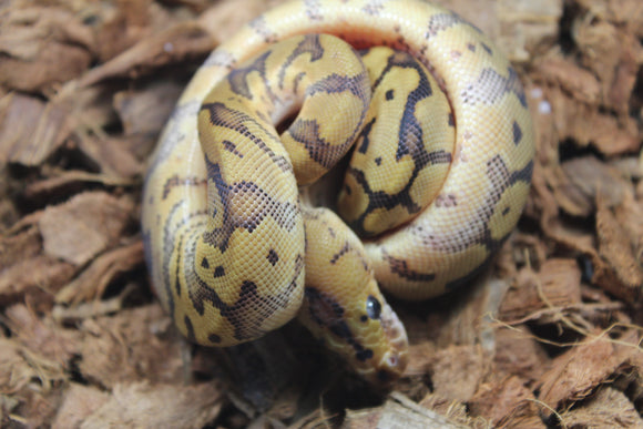 Piton Bola Clown HGW YB Hembra ID R11-16