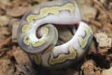Piton Bola Clown Wookie Mojave YB Macho ID R4-12