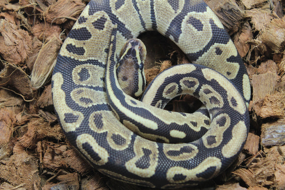 Piton Bola Vainilla Het Sunset Hembra ID R10-17