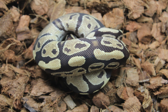 Piton Bola Vainilla Het Sunset Hembra ID R10-15